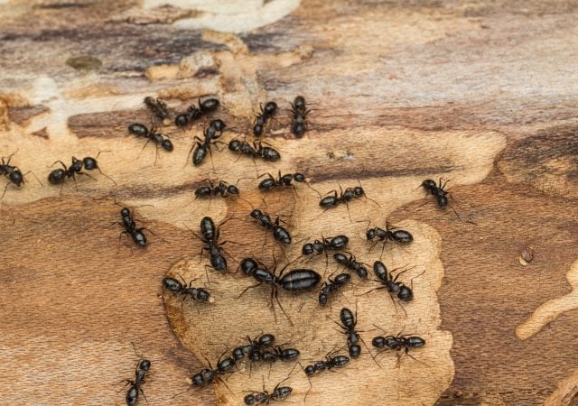 close-up of black carpenter ants