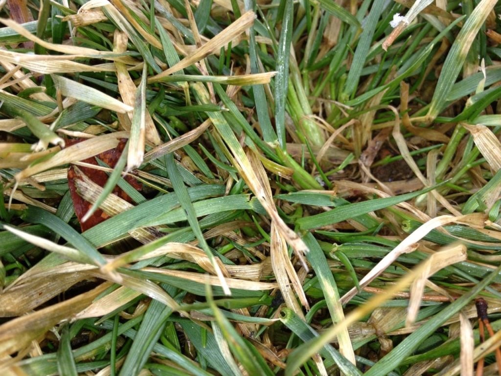 close-up of green grass