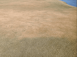 Application spray line showing where treatment ended