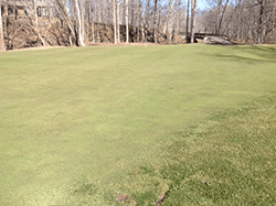 golf course close-up after 2 days of treatment