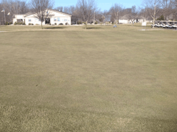 golf course before treatment