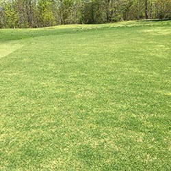 close-up of grass