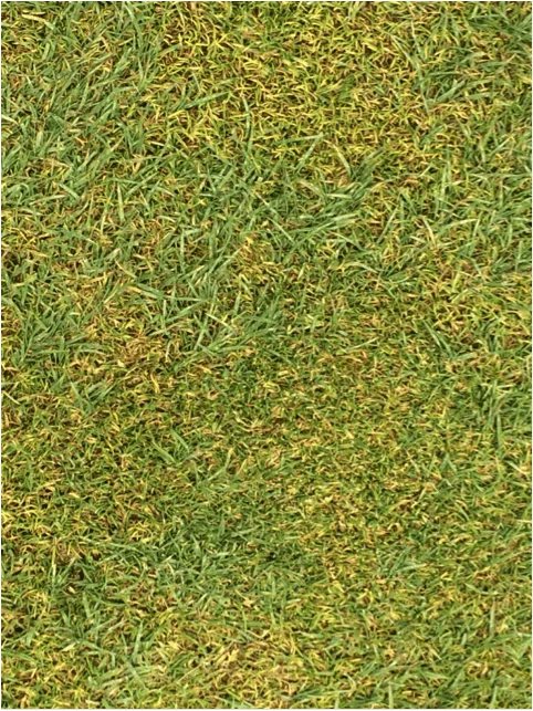 close-up of blue grass