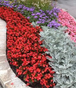 flower bed close-up