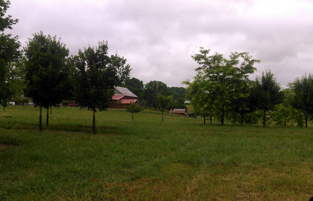 Tree Field