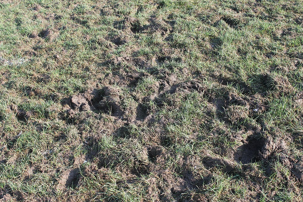 close-up of varsity football field