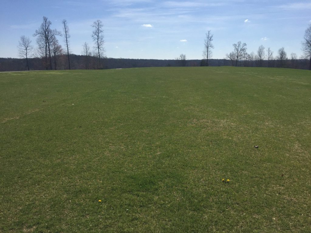 fresh grass grown 