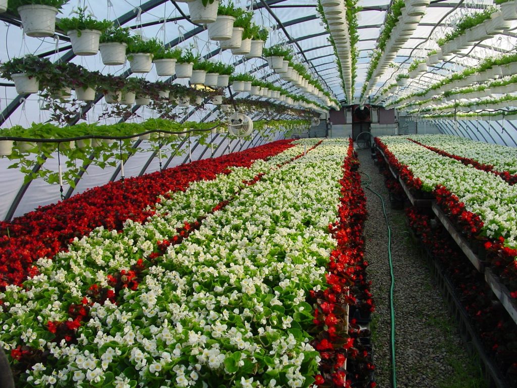 close-up of flower garden