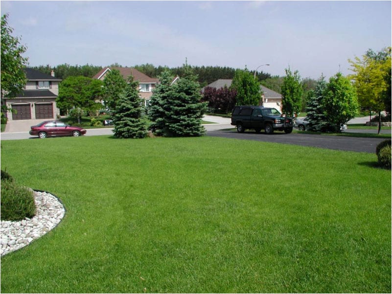 freshly grown grass for homeowner