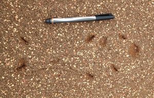 close-up. of pen in the dirt