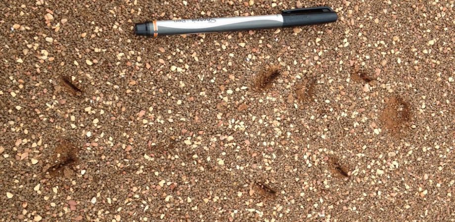 close-up. of pen in the dirt