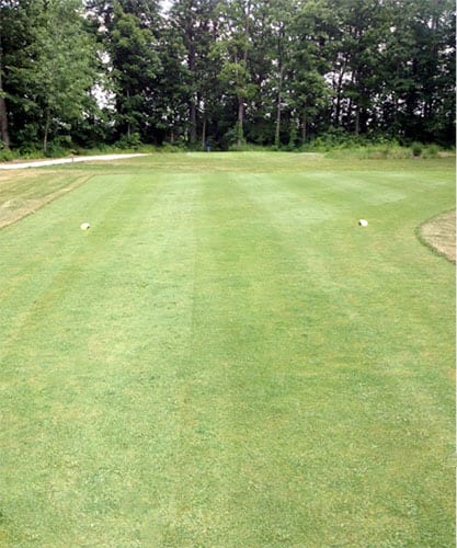 close-up of lawn