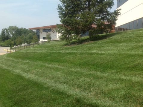 close-up of backyard