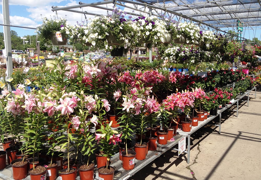 hanging baskets close up