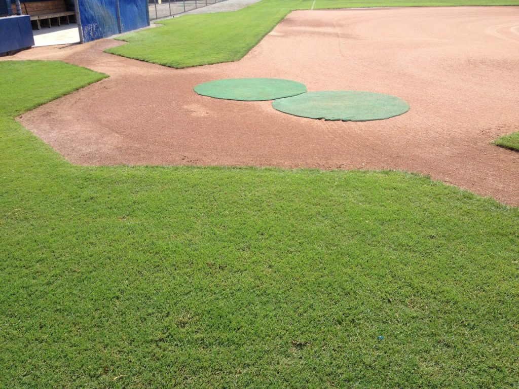 close-up of field