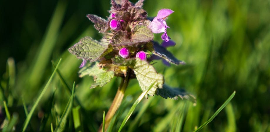 closeup of a ground ivy weed in nice lawn