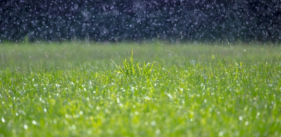 rain falling on grass