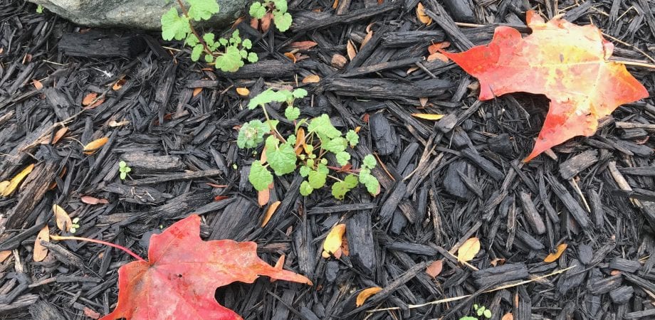 two red/orange leafs on woodchips