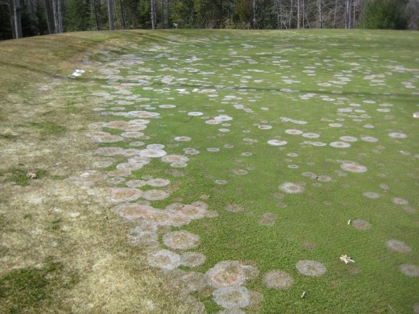 close-up of fungicide on grass