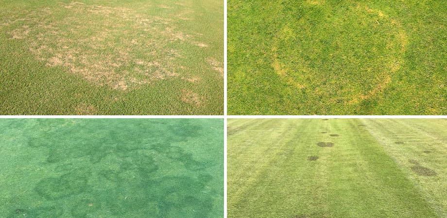 collage of different Spring Diseases on field