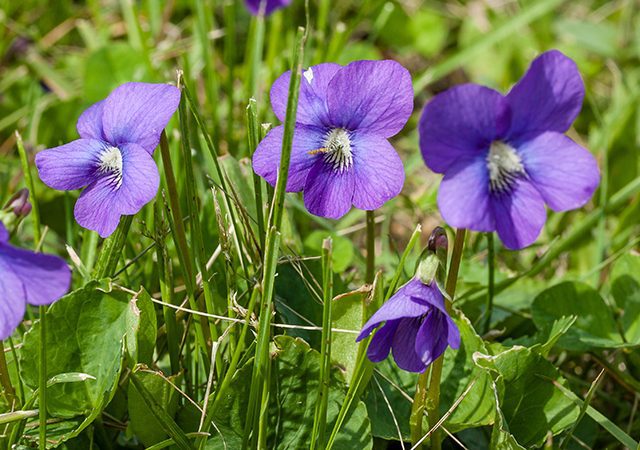 Wild Purple Violets growing in the grass