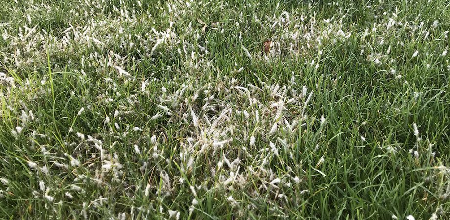 close-up of white web on the grass