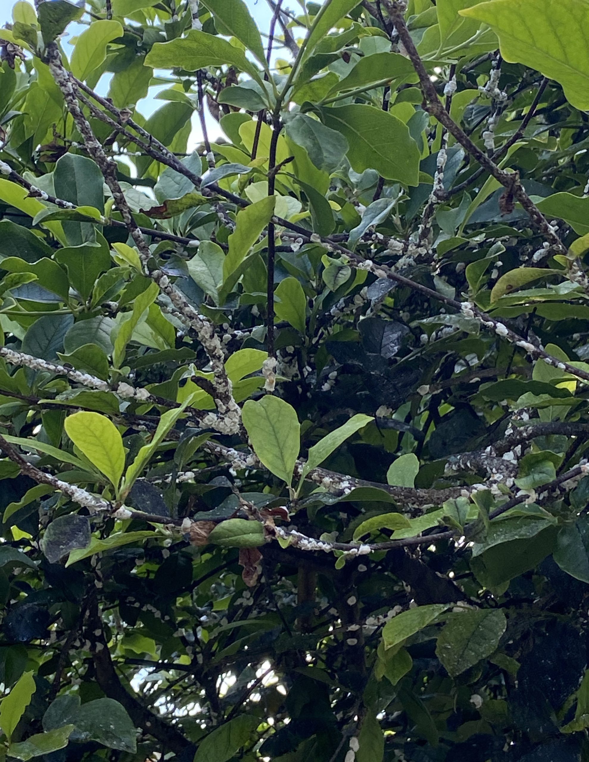 Give Your Woody Ornamentals an Advantage Before the Growing Season ...