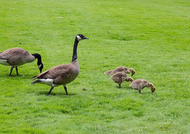 Canada Geese and Babies in Grass