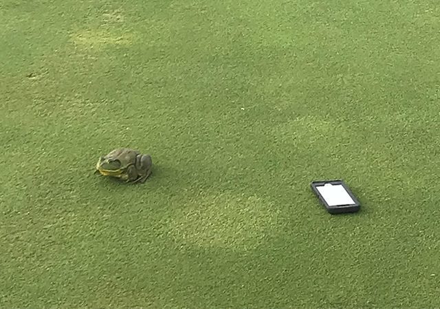 cellphone and frog sitting on golf course surface