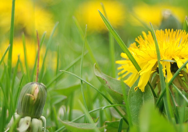 A close up of yellow dandelions in a green lawn