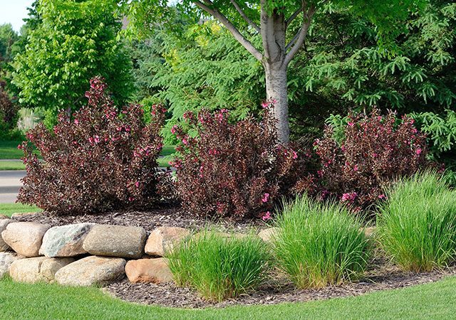 Landscaping with Weigela Shrubs and Rock Retaining Wall