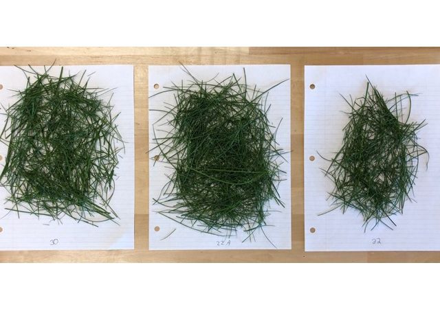 three different grass samples