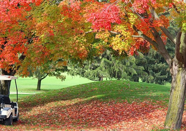 fall trees on golf course