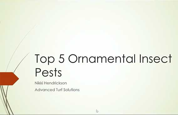 top 5 ornamental insect pests