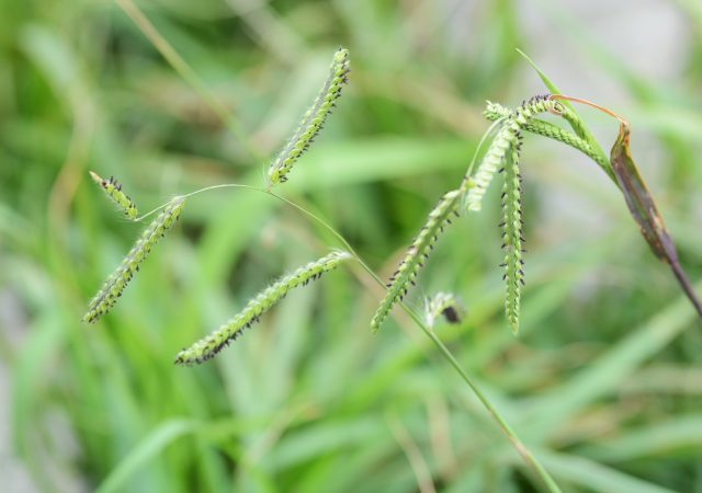 Dallisgrass seedheads