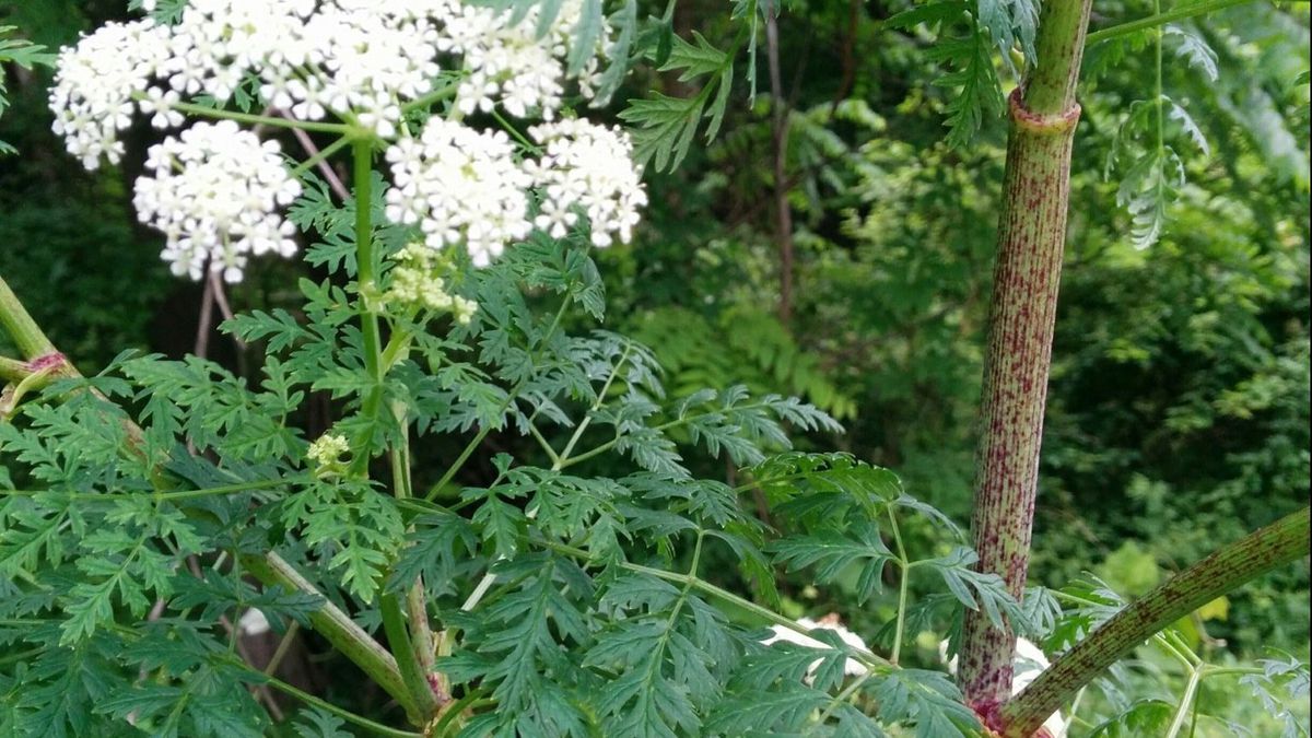 Audio Blog: Poison Hemlock or Queen Anne's Lace? How to Tell - Advanced  Turf Solutions