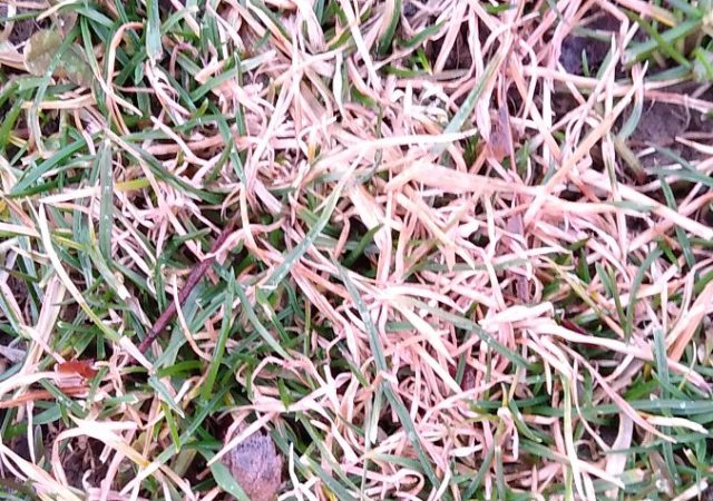 close-up of pink snow mold on grass