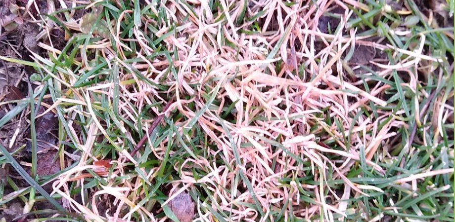 close-up of pink snow mold on grass