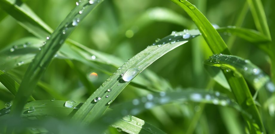 Green wet grass in water drops after rain. Fresh summer plants in sunlight