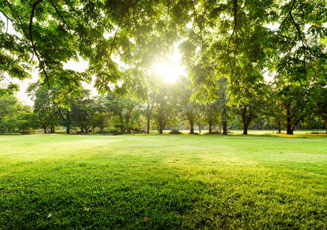 Beautiful landscape in park with tree and green grass field at morning.