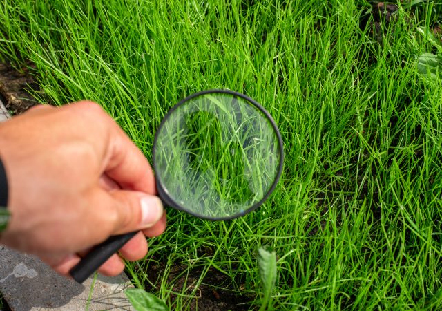 Studying of a green grass through magnifying glass in a male hand, ecology, botany