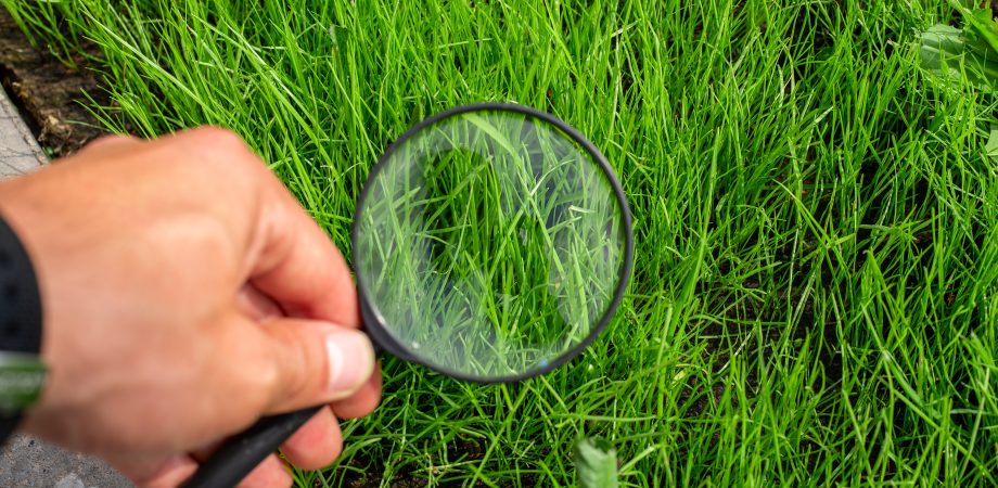 Studying of a green grass through magnifying glass in a male hand, ecology, botany