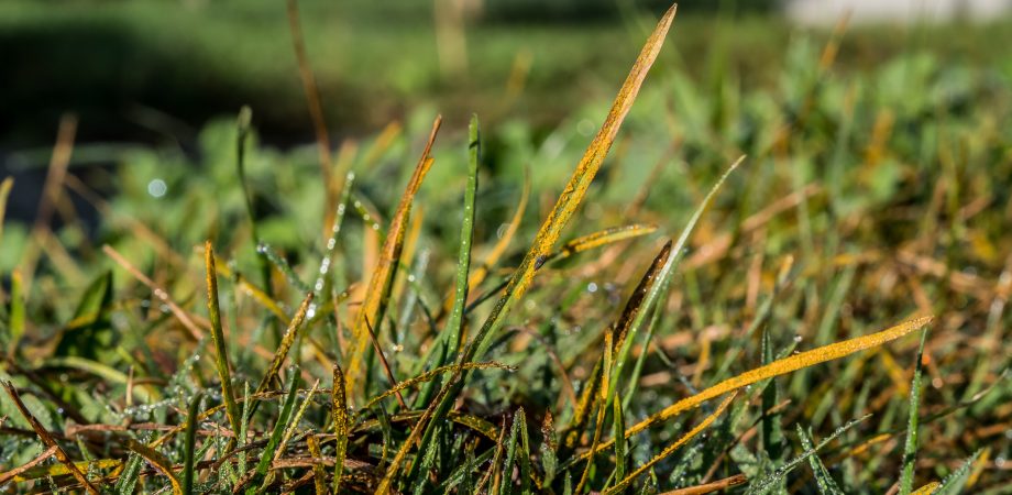 Lawn or turf with rust. fungal disease caused by Puccinia. Rust infected turf has a yellow-brown color.  Grass blades reveals numerous yellow-orange pustules. 