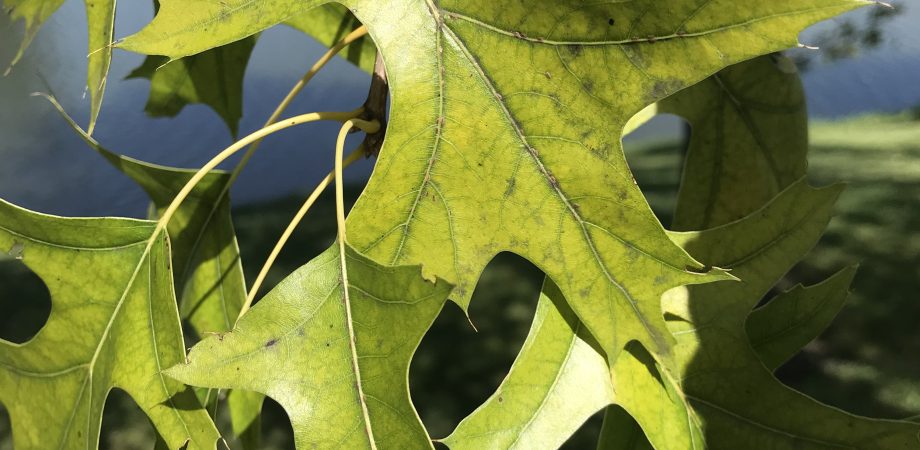 yellowing leaves of a pin oak tree