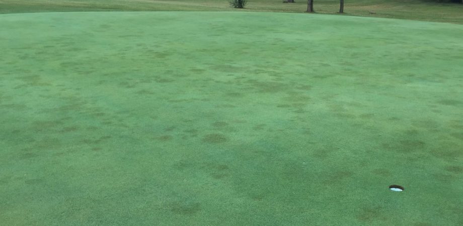 brown patch on putting greens