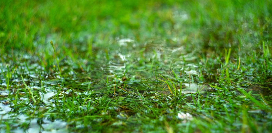 Green grass flooded with rain.Summer rain.Rectangular background with wet grass. Flooding in the fields.