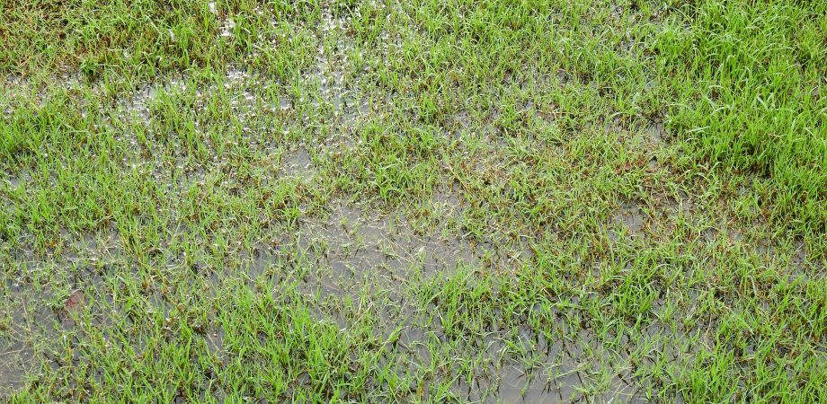 wet green grass lawn with water texture