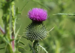 bull thistle