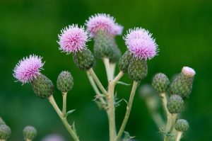 canada thistle