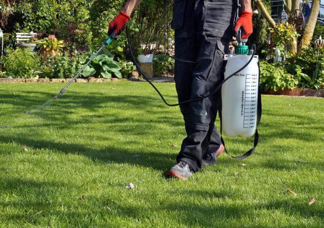 spraying pesticide with portable sprayer to eradicate garden weed